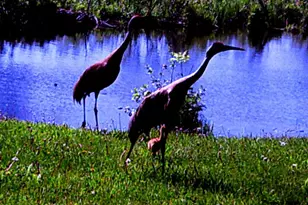 3211 Ivory St, Isle, MN 56342 - Photo 69