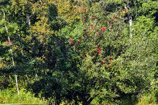 11775 Hwy 71, Northome, MN 56661 - Photo 15