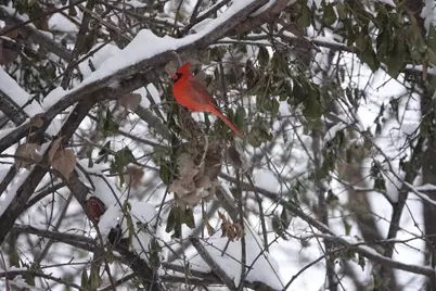 17128 Jonquil Avenue, Lakeville, MN 55044 - Photo 45