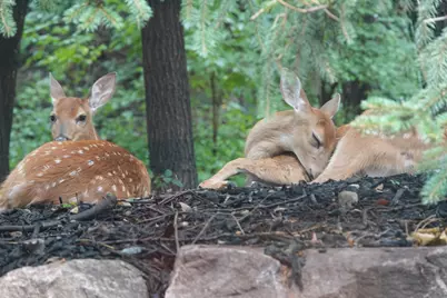 17128 Jonquil Avenue, Lakeville, MN 55044 - Photo 51