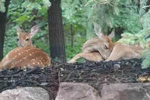 17128 Jonquil Ave, Lakeville, MN 55044 - Photo 51