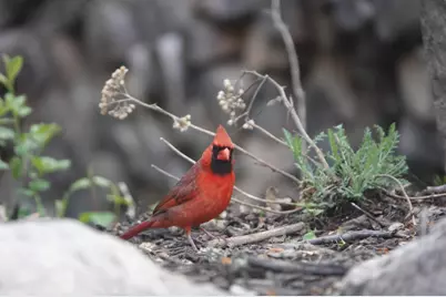 17128 Jonquil Avenue, Lakeville, MN 55044 - Photo 47