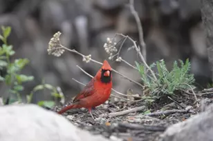 17128 Jonquil Ave, Lakeville, MN 55044 - Photo 47