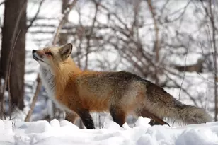 17128 Jonquil Ave, Lakeville, MN 55044 - Photo 49