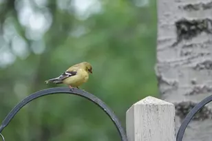 17128 Jonquil Ave, Lakeville, MN 55044 - Photo 55