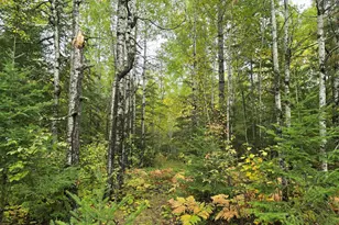 3696 Co Rd 142, International Falls, MN 56649 - Photo 15