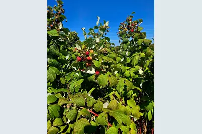 16385 310th Street, Shafer Twp, MN 55012 - Photo 39