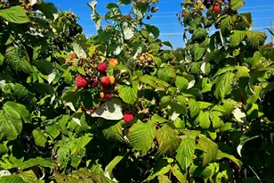 16385 310th St, Shafer Twp, MN 55012 - Photo 39