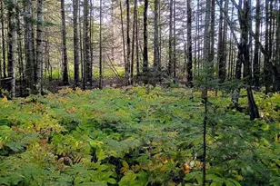 3X Brandon Ln, Grand Marais, MN 55604 - Photo 1