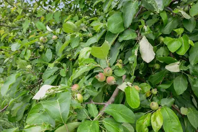 1755 Chateau Way, Minnetrista, MN 55359 - Photo 83