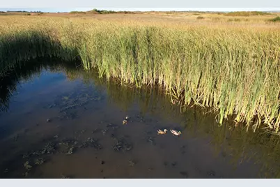 Tbd 340th Street, Ogema, MN 56569 - Photo 83