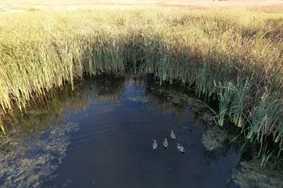 Tbd 340th Street, Ogema, MN 56569 - Photo 81