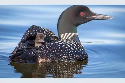 30169 513th Avenue, Ottertail, MN 56571 - Photo 27