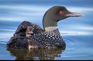 30169 513th Ave, Ottertail, MN 56571 - Photo 27