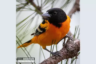 30169 513th Avenue, Ottertail, MN 56571 - Photo 29