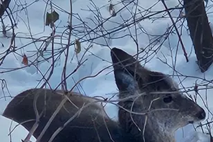 1855 Silver Bell Rd, Eagan, MN 55122 - Photo 19