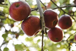 18870 Garnet St NW, Nowthen, MN 55303 - Photo 47