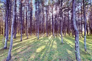 541 Wilderness Ave, Williams, MN 56686 - Photo 31