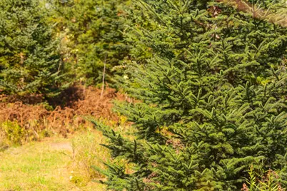 Parcel #3 Tbd County 9, Becida, MN 56678 - Photo 29