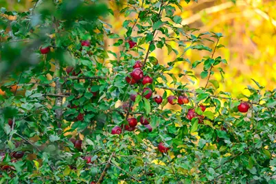 3108 Blackbird Road NE, Cass Lake, MN 56633 - Photo 29