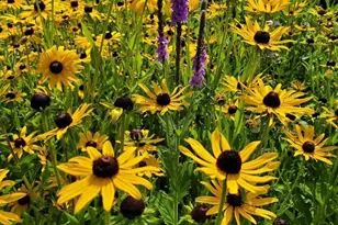 6848 Polaris Ln N, Maple Grove, MN 55311 - Photo 31