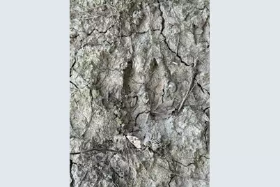 Tbd Nightingale Street, Braham, MN 55006 - Photo 19