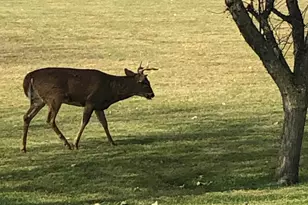 2429 Viola Heights Dr NE, Rochester, MN 55906 - Photo 33