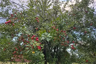 30205 190th Ln, Isle, MN 56342 - Photo 59