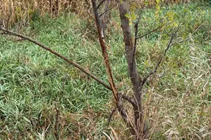 4616 Groves End Ln SE, Rochester, MN 55904 - Photo 35