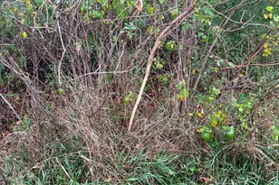 4616 Groves End Ln SE, Rochester, MN 55904 - Photo 33