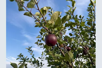 920 Amelia Court NE, Montgomery, MN 56069 - Photo 19