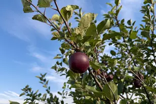 920 Amelia Ct NE, Montgomery, MN 56069 - Photo 19