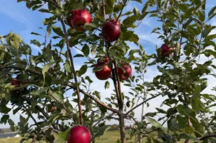 920 Amelia Ct NE, Montgomery, MN 56069 - Photo 17