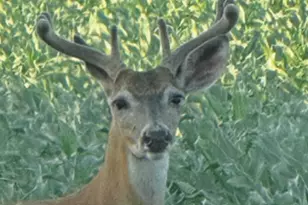 14343 Fawn Ct, Northfield, MN 55057 - Photo 55