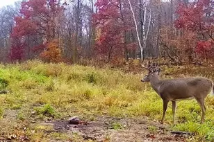 30871 Sunset Rd, Detroit Lakes, MN 56501 - Photo 53