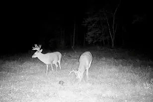 30871 Sunset Rd, Detroit Lakes, MN 56501 - Photo 61