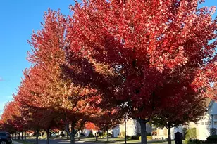 7425 Peony Ln N, Maple Grove, MN 55311 - Photo 9