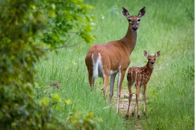 301Xx 513th Avenue, Ottertail, MN 56571 - Photo 3