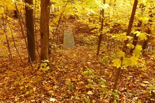 W7429 510th Ave, Ellsworth, WI 54011 - Photo 49