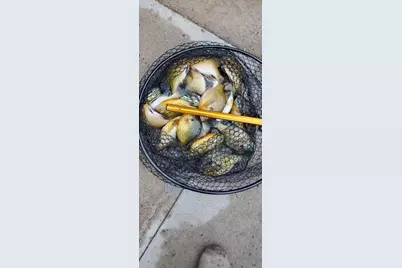 27686 Little Whitefish Road, Garrison, MN 56450 - Photo 41