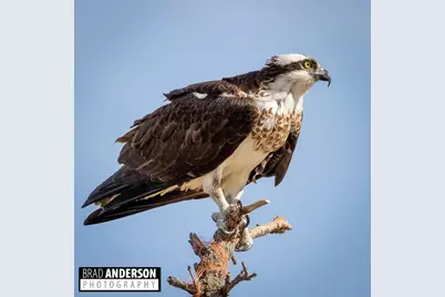 315Xx Leaf River Road Tract C, Ottertail, MN 56571 - Photo 3