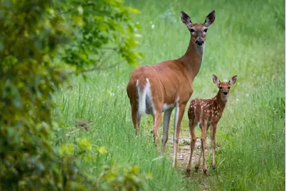 315Xx Leaf River Road Tract C, Ottertail, MN 56571 - Photo 3