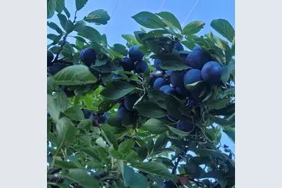 5424 51st Avenue N, Crystal, MN 55429 - Photo 37