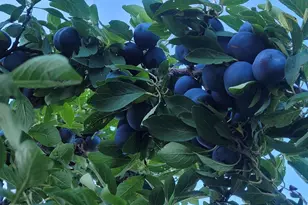 5424 51st Ave N, Crystal, MN 55429 - Photo 37