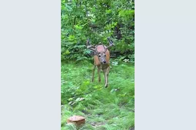 49236 245th Ave, Pelican Rapids, MN 56572 - Photo 75