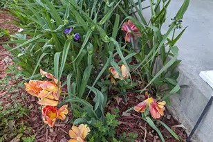 3913 Oxford Dr, Woodbury, MN 55125 - Photo 83