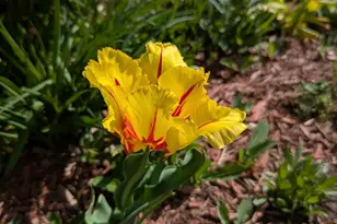 3913 Oxford Dr, Woodbury, MN 55125 - Photo 75