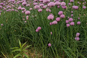 3913 Oxford Dr, Woodbury, MN 55125 - Photo 65