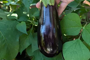 3913 Oxford Dr, Woodbury, MN 55125 - Photo 59