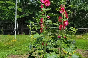 84335 Jack Pine Ln, Sturgeon Lake, MN 55783 - Photo 59